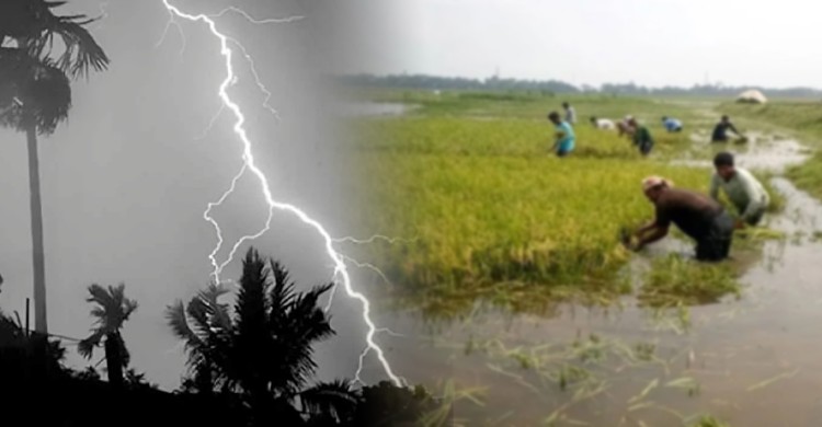 সুনামগঞ্জের হাওরে বজ্রপাতে ৫ কৃষকের মৃত্যু